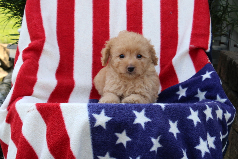 puppy, for, sale, Morki-Poo, Matthew B. Stoltzfus, dog, breeder, Gap, PA, dog-breeder, puppy-for-sale, forsale, nearby, find, puppyfind, locator, puppylocator, aca